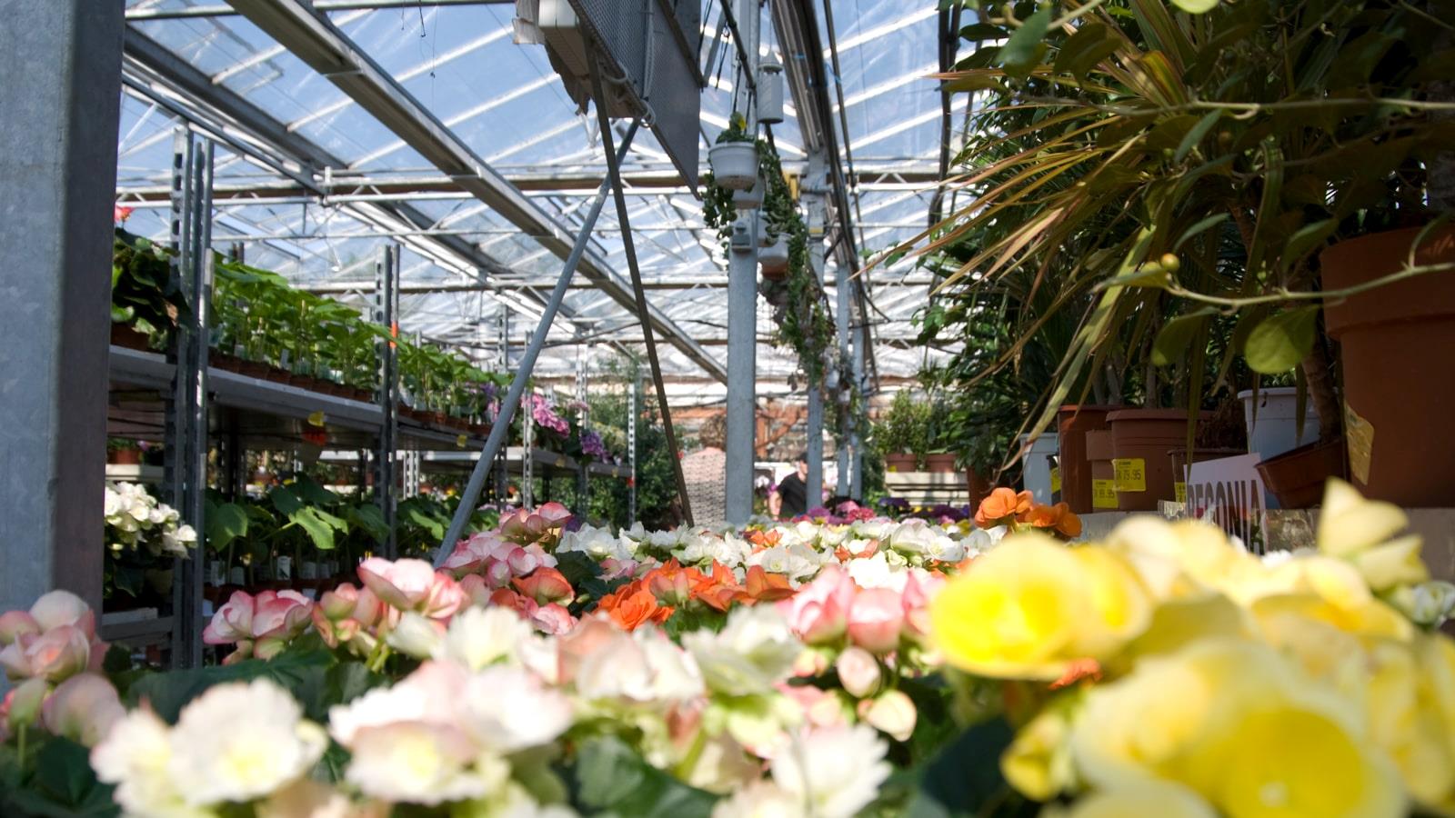 Flowers and plants in greenhouses at Gaarne Garden Center