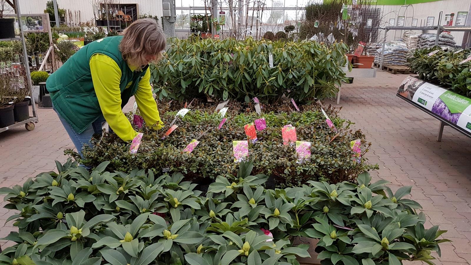 Kvindelig medarbejder sætter planter på palds i havecenter